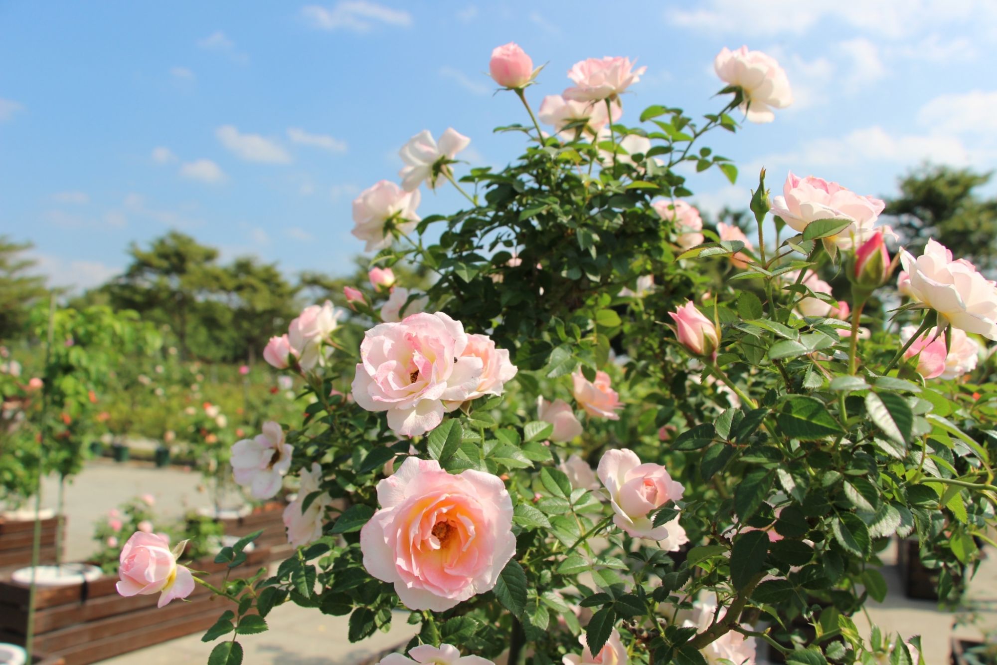 21花都開好了 盤點全台初春7個夢幻賞花聖地 Tatler Taiwan 21花都開好了 盤點全台初春7個夢幻賞花聖地 Tatler Taiwan