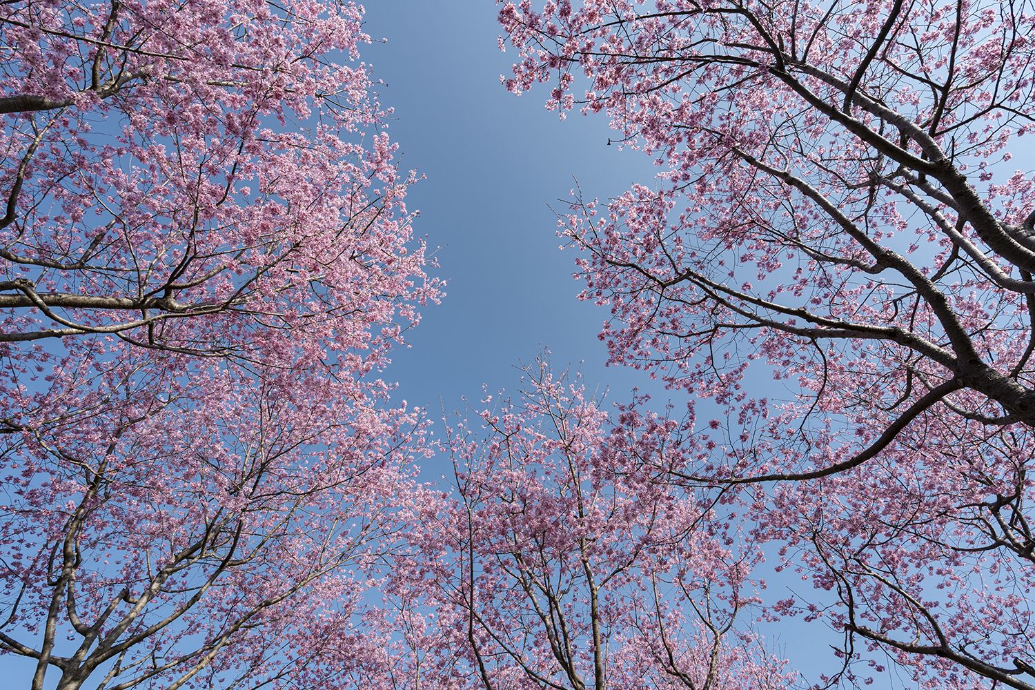 ZHANGPING, CHINA - FEBRUARY 16: Tourists watch the blossoming cherry trees at a tea plantation on the fifth day of the Chinese New Year, the Year of the Ox, on February 16, 2021 in Zhangping, Fujian Province of China. (Photo by VCG/VCG via Getty Images)