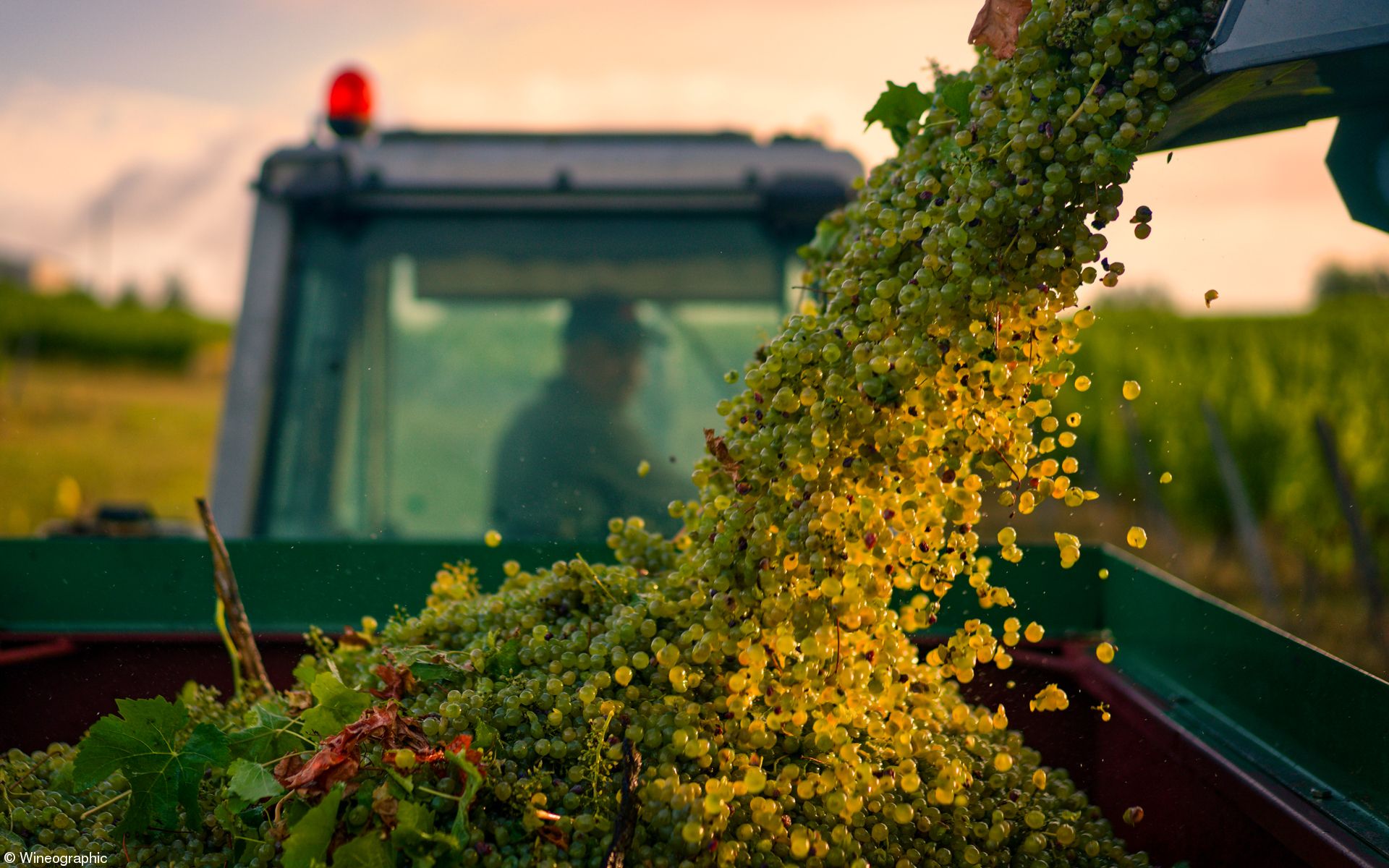 Errazuriz Produce - Oscar_Oliveras - A Grape View