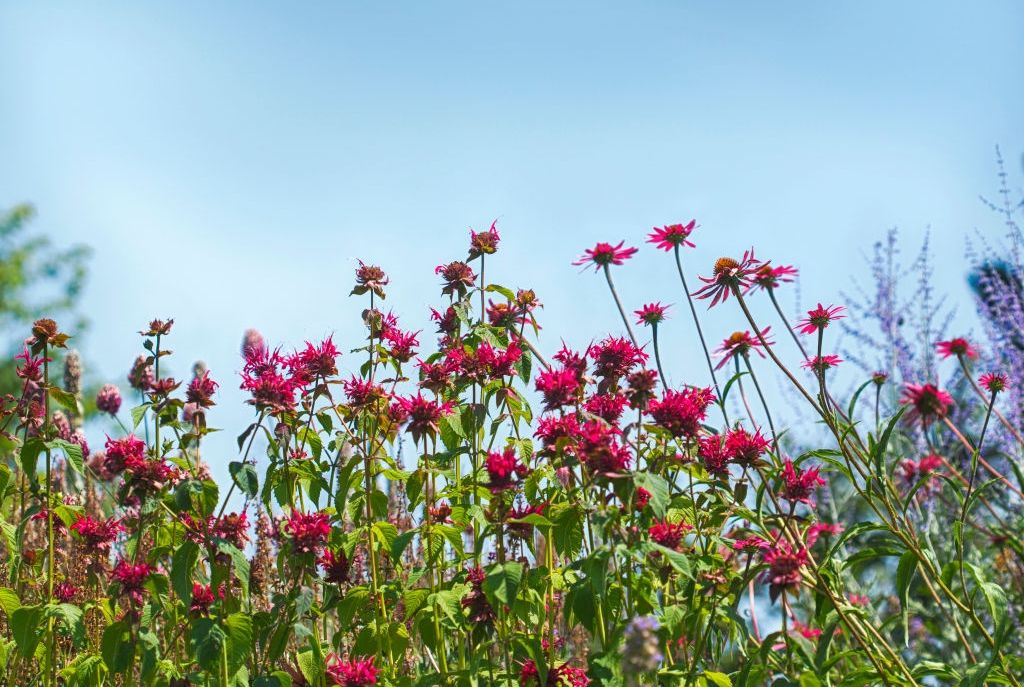Colorful pink flowers in the garden on bright blue sky background. Beautiful flower in nature, selective focus. (Photo by: Anjelika Gretskaia/REDA&CO/Universal Images Group via Getty Images)