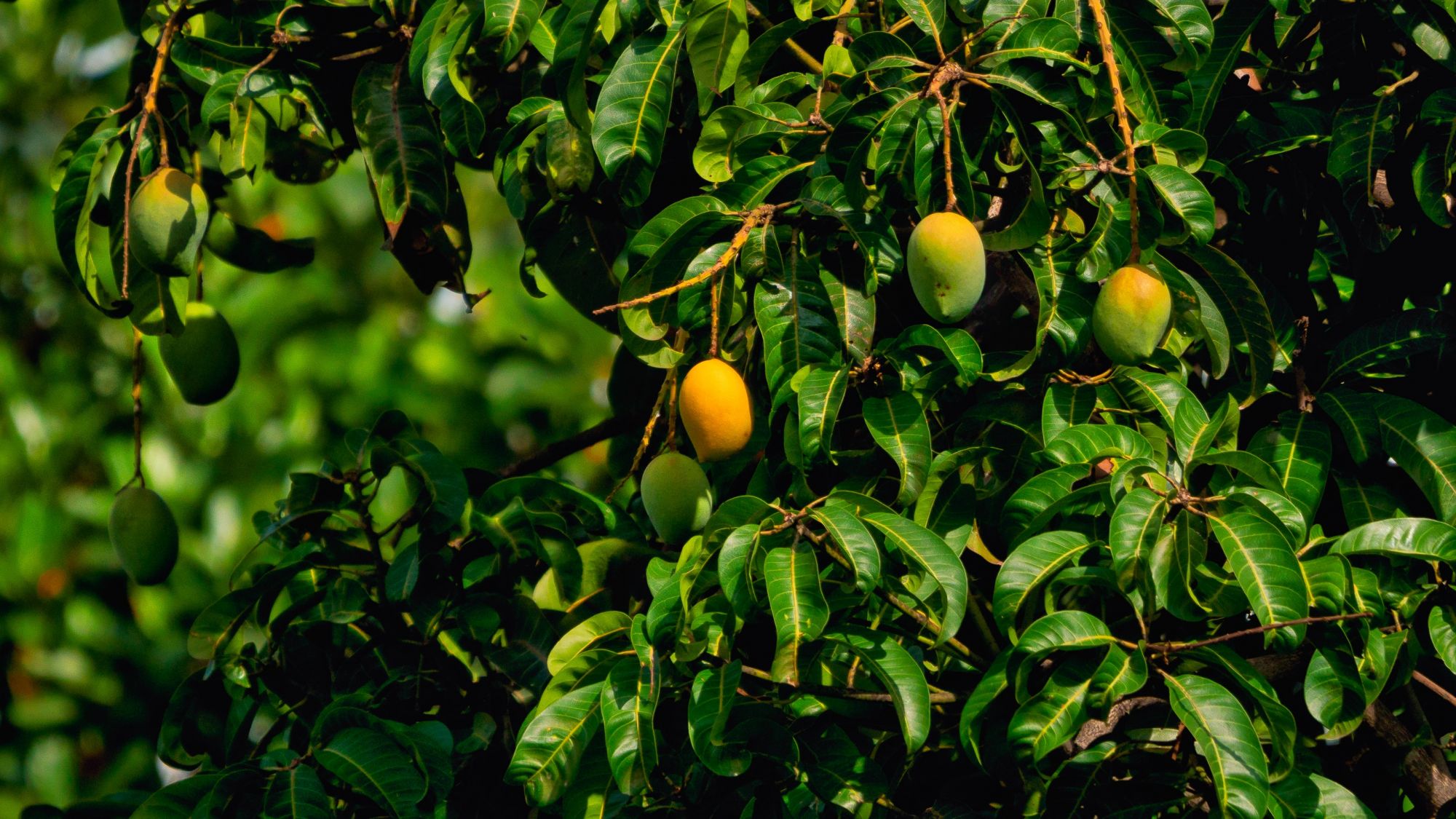 小暑時節盛產芒果。(Photo by Rajendra Biswal on Unsplash)