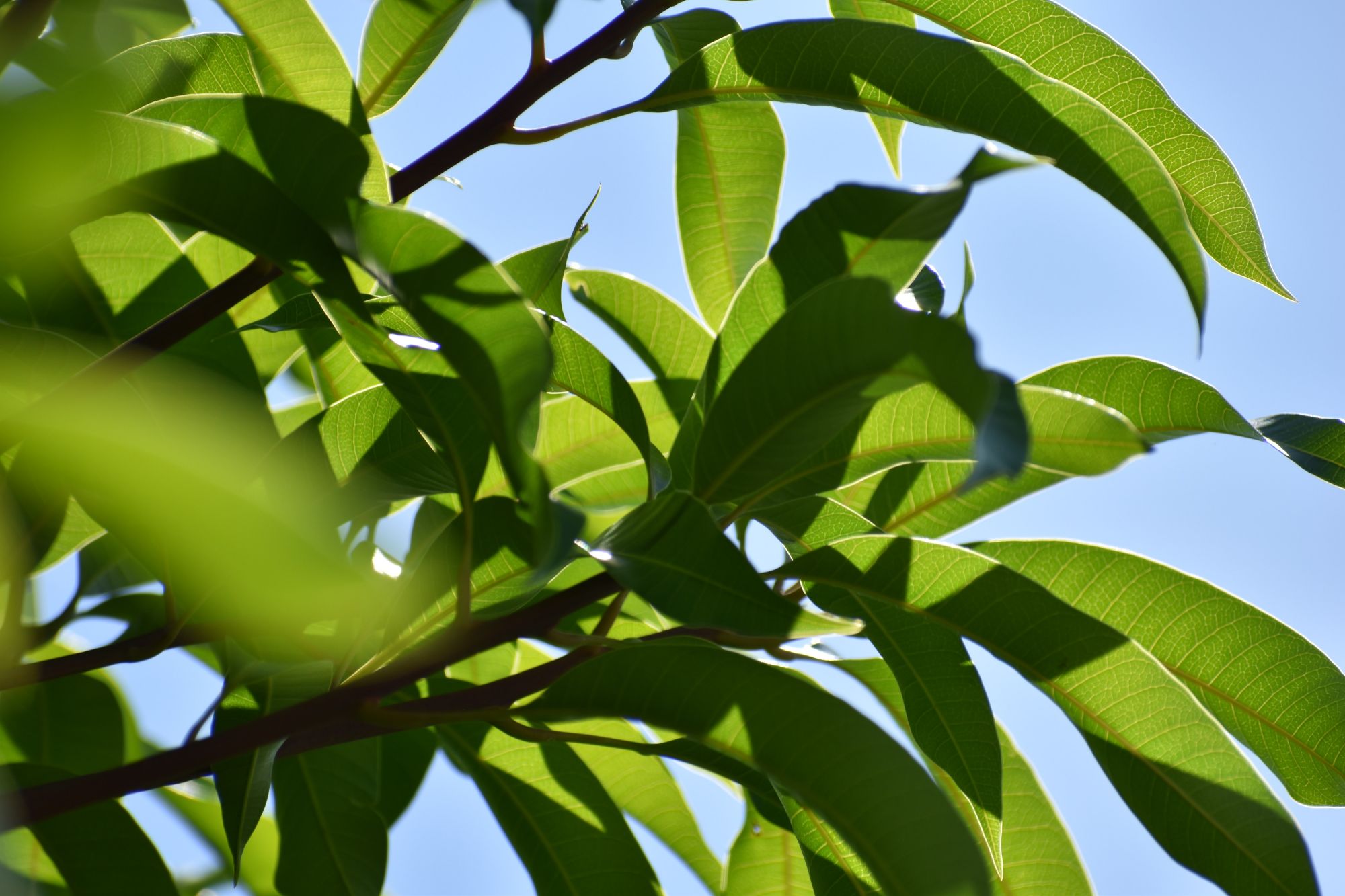 小暑是農事相當重要且繁忙的時節。(Photo by Esther Sorto on Unsplash)