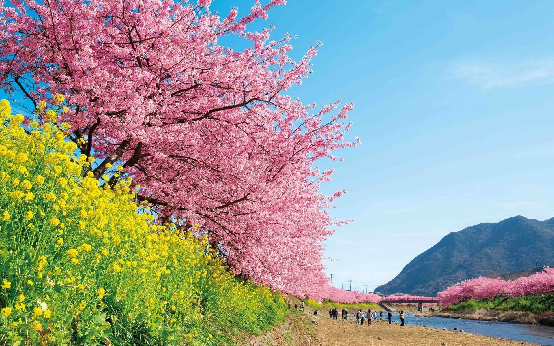 The Hunt For Sakura In 2018: Here Are The Places In Japan To Find