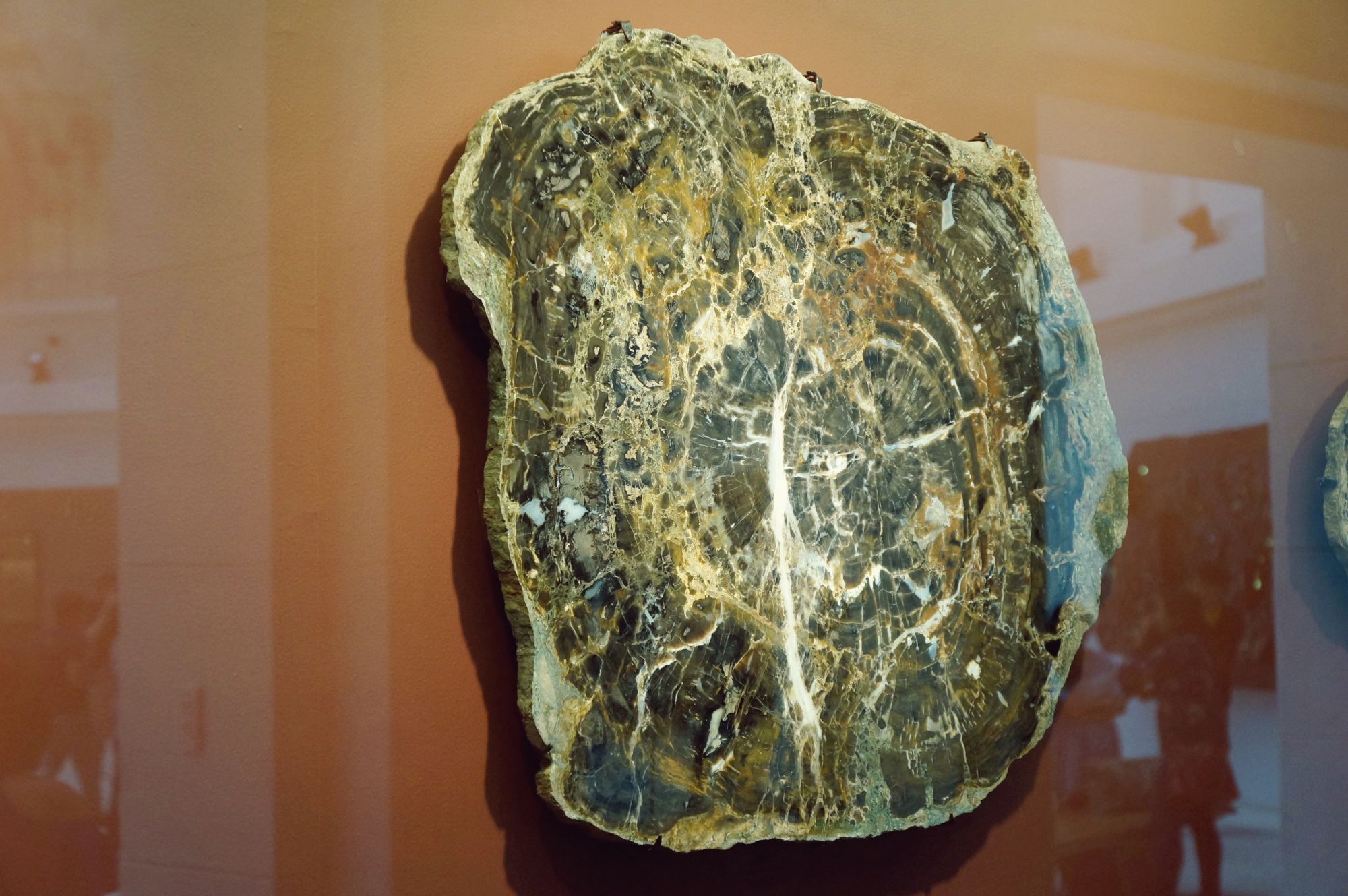 On display in the first floor are some petrified wood collections.