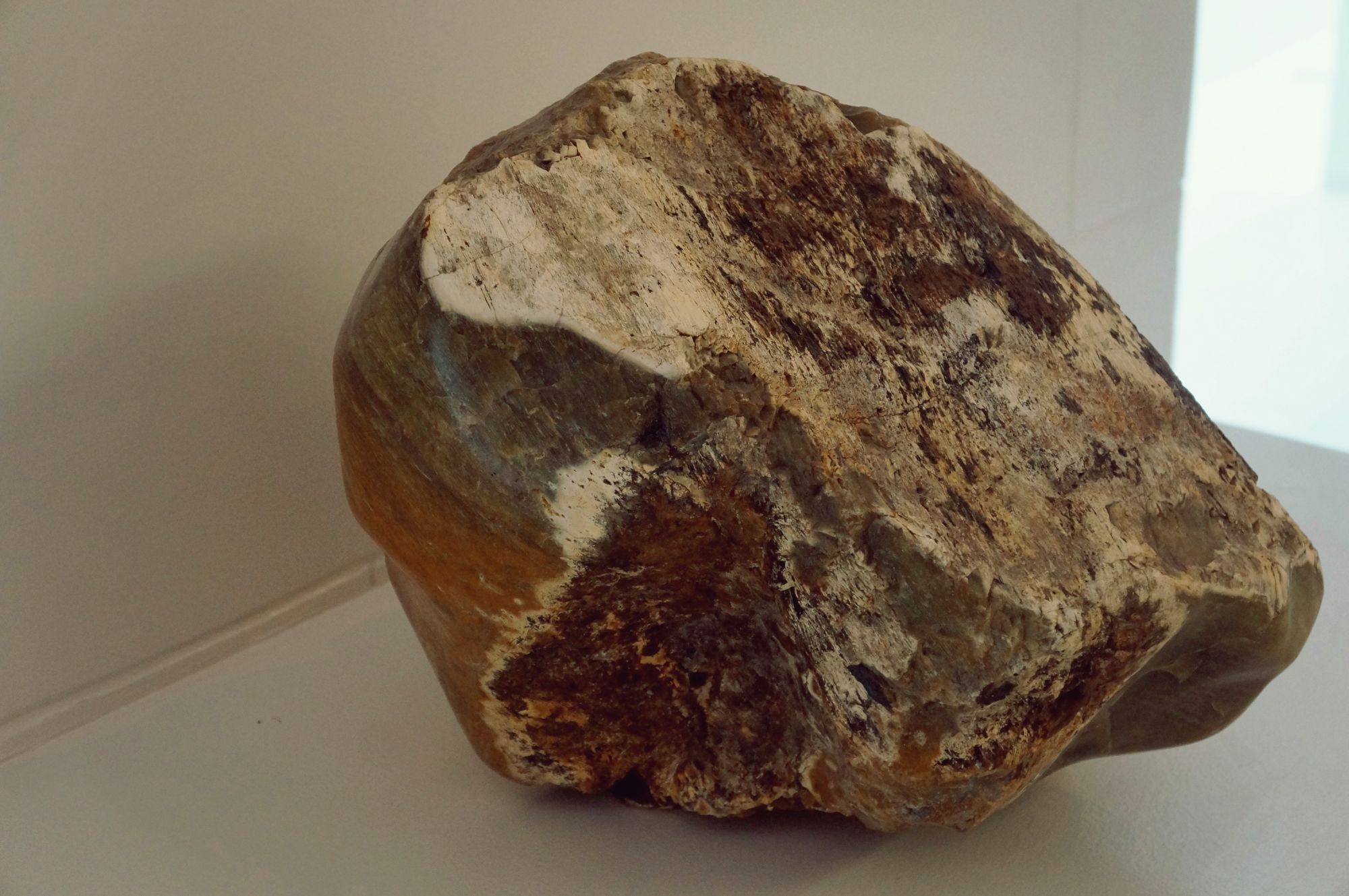 Petrified wood from IloIlo, Panay Island.