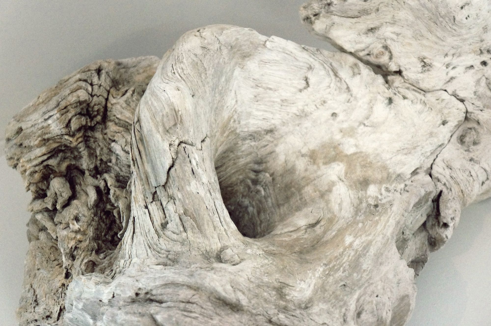 A close-up on a piece of petrified wood (750, 000 years old) from the Cagayan area, Northern Luzon.