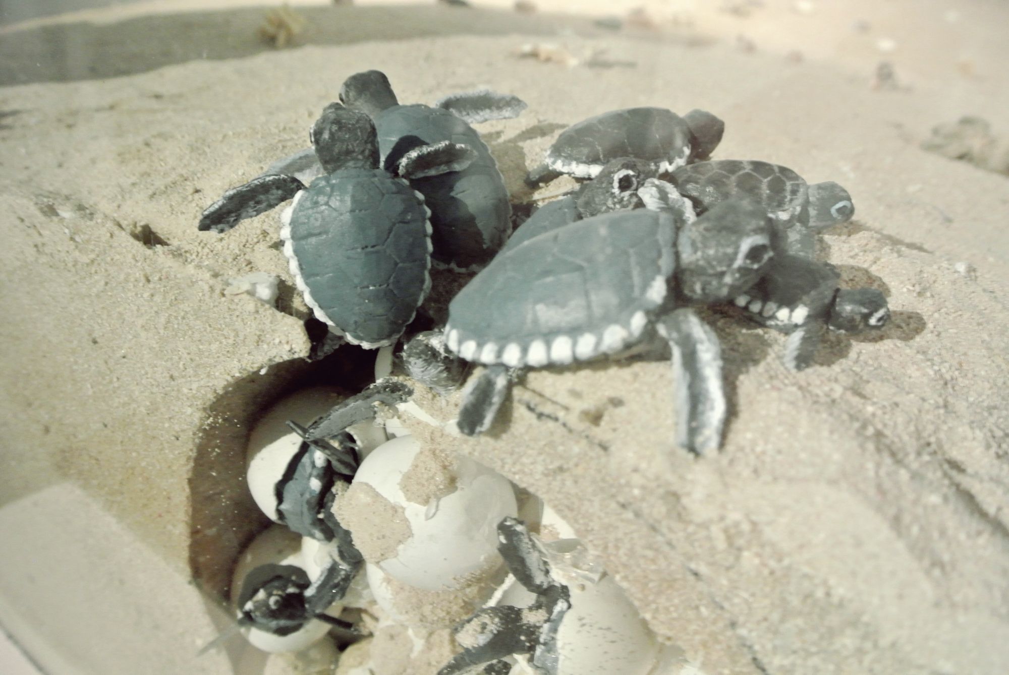 A diorama of baby "pawikan" (sea turtles)