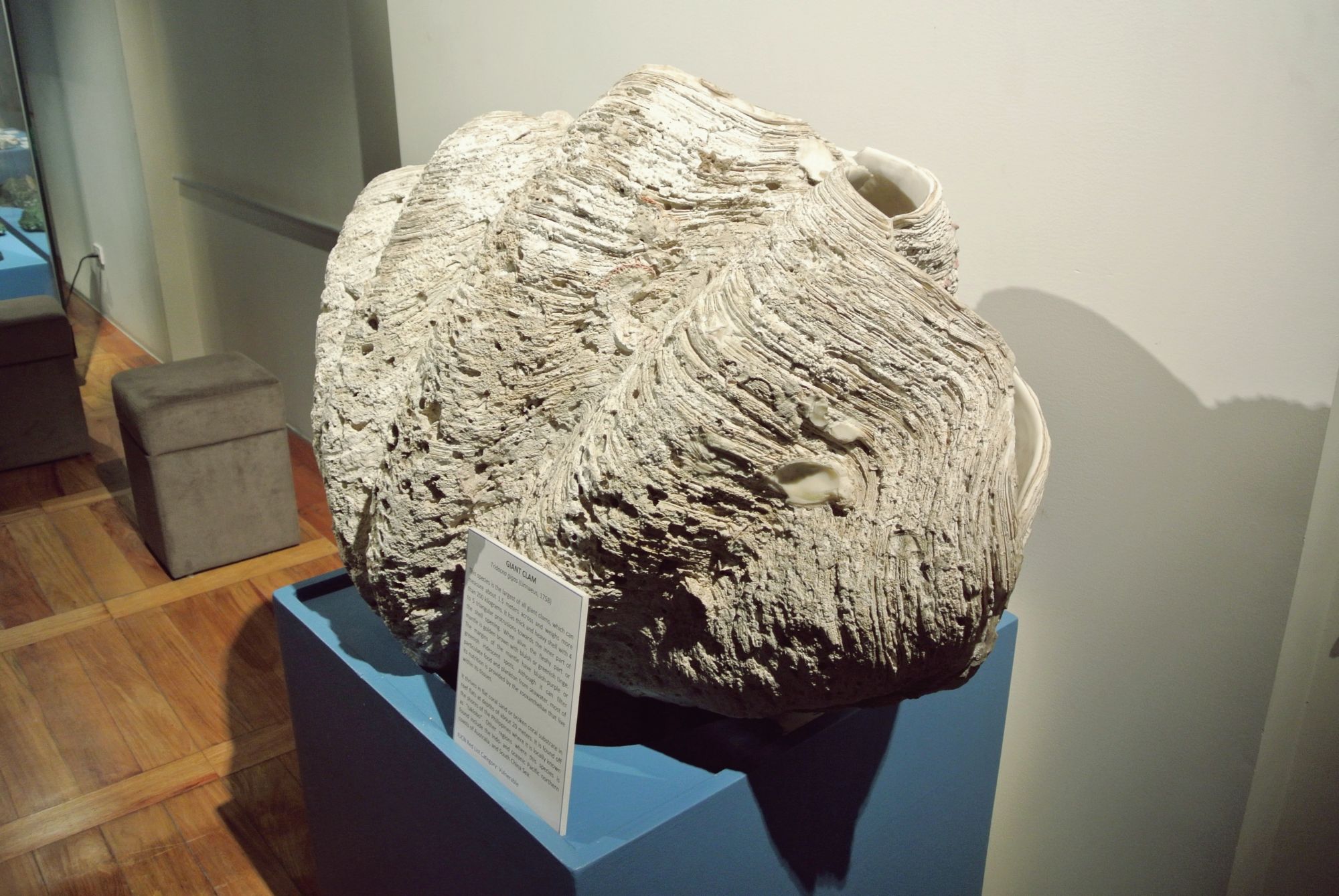 "Tridacna gigas" - this species is the largest of all giant clams at 1.5 metres across, weighing 200 kilos.