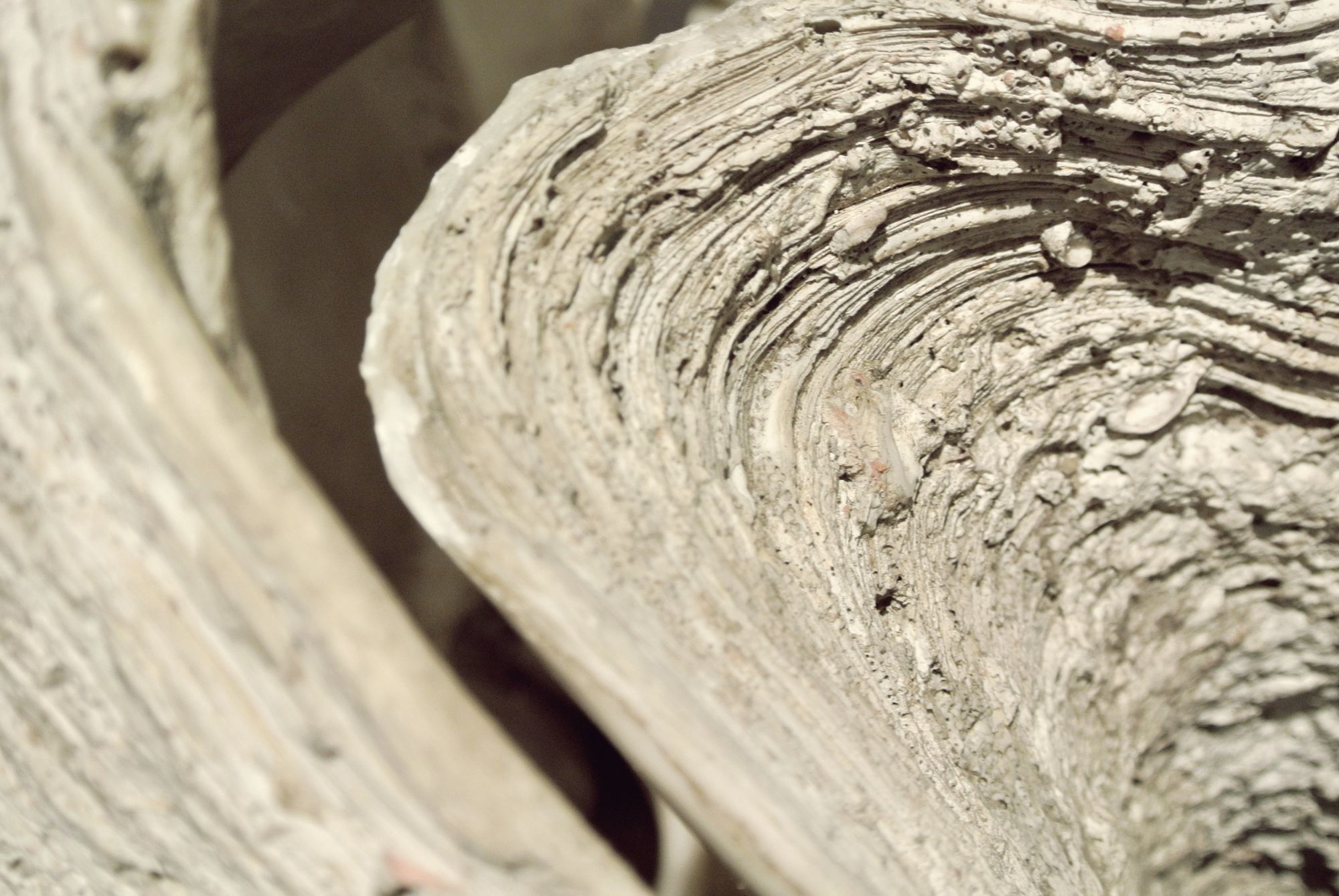 A close-up on one of its ridges.