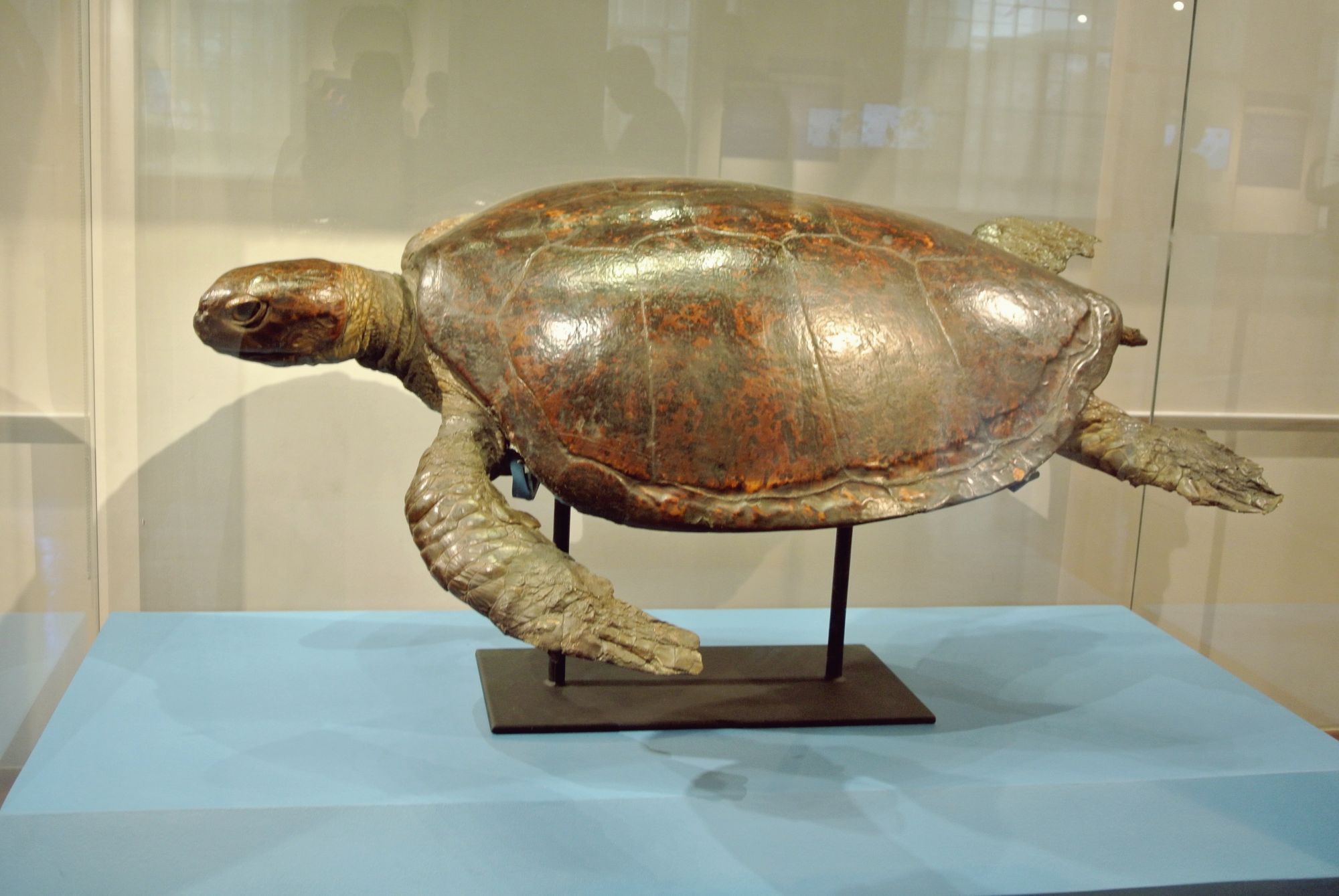 A preserved sea turtle