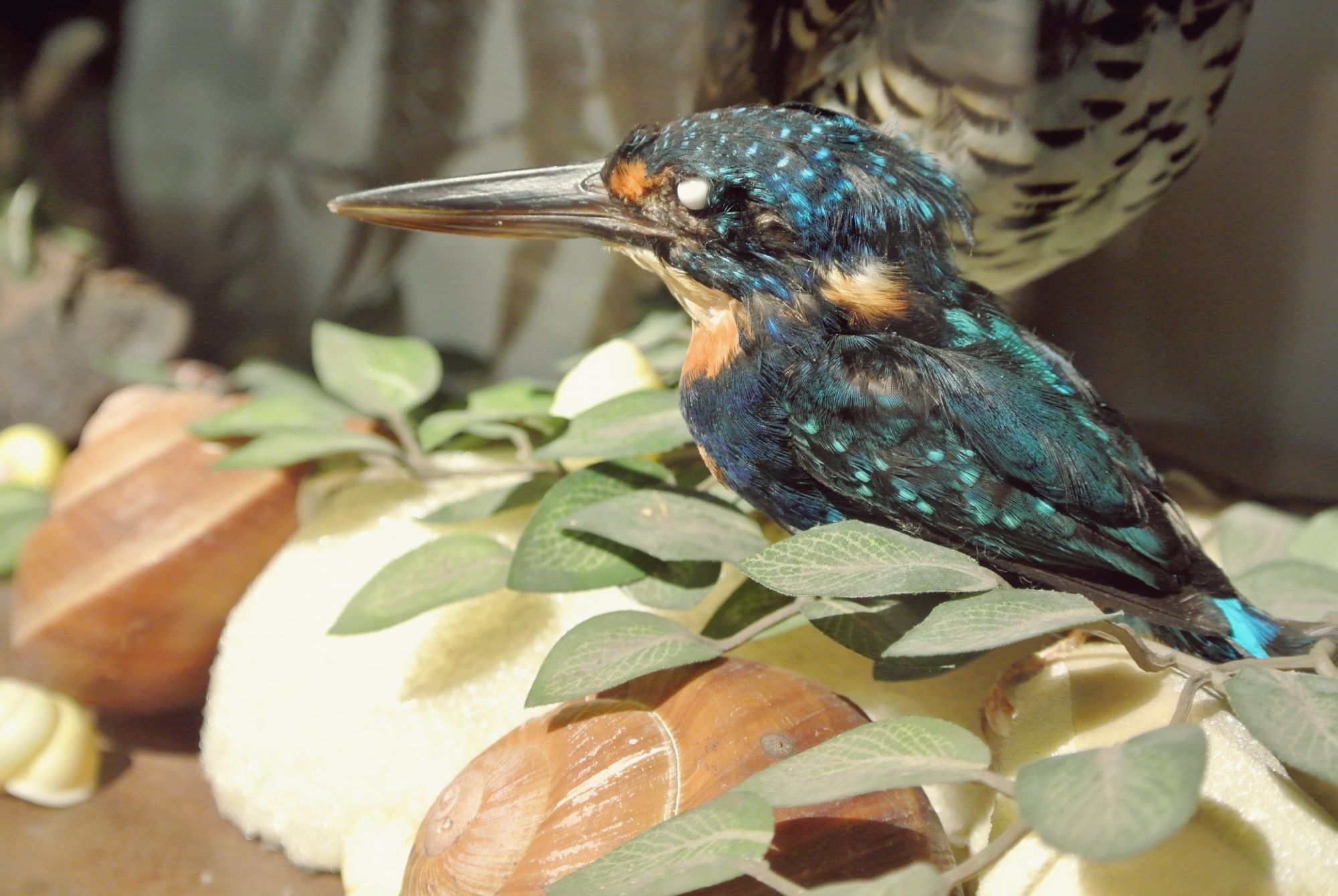 In another hall, bird taxidermy abounds.