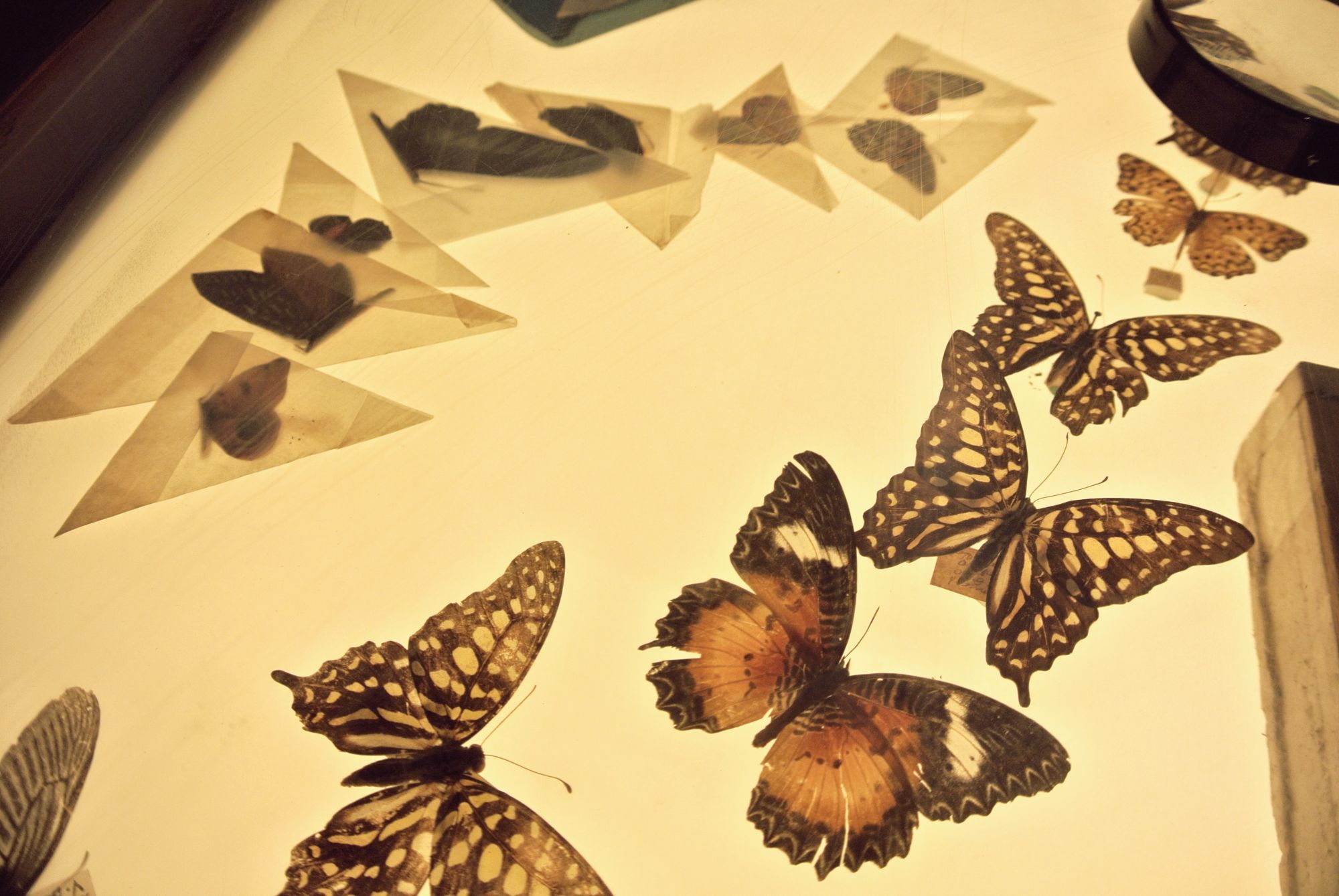 Butterfly preserves