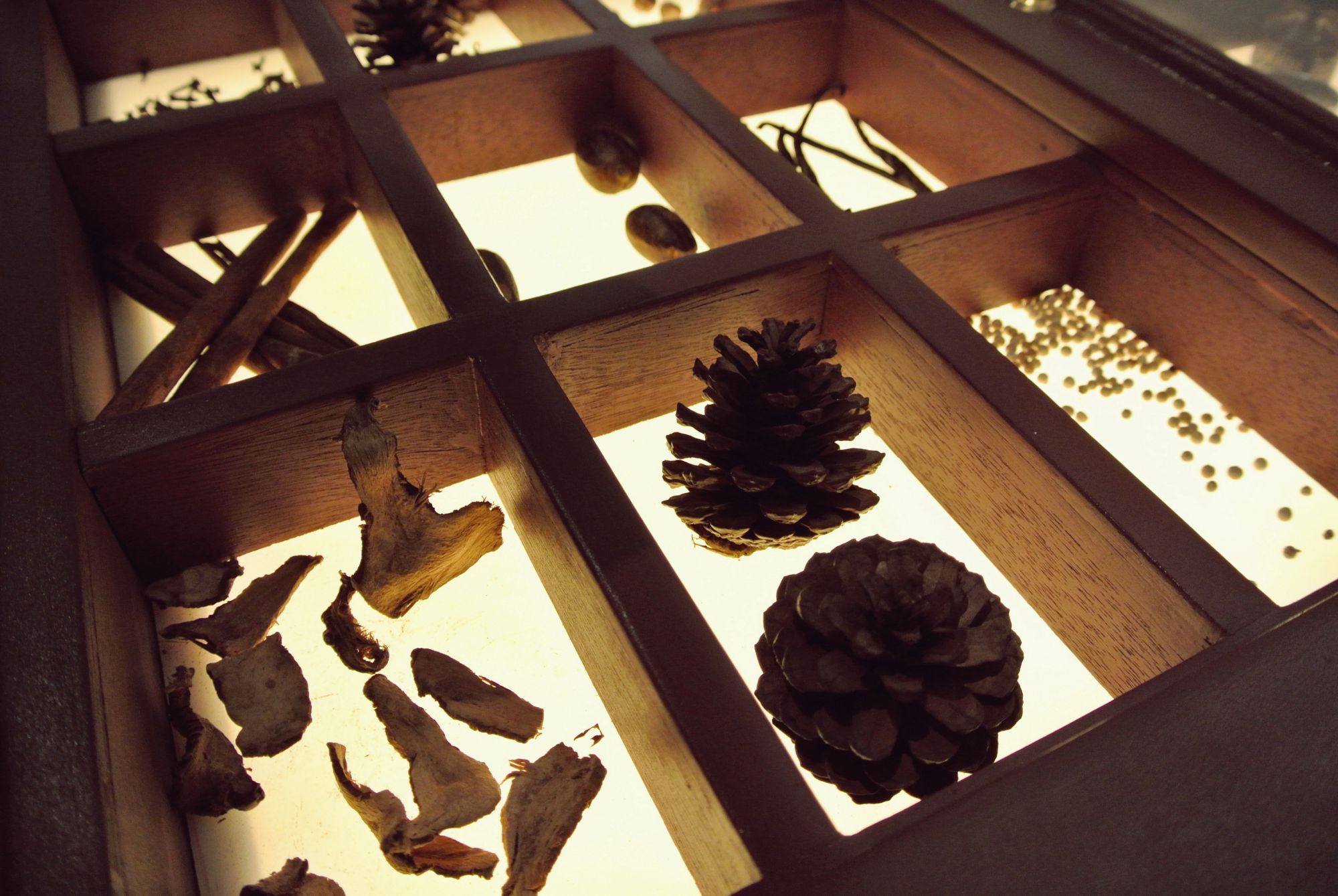 Some bristlecone pines on exhibit