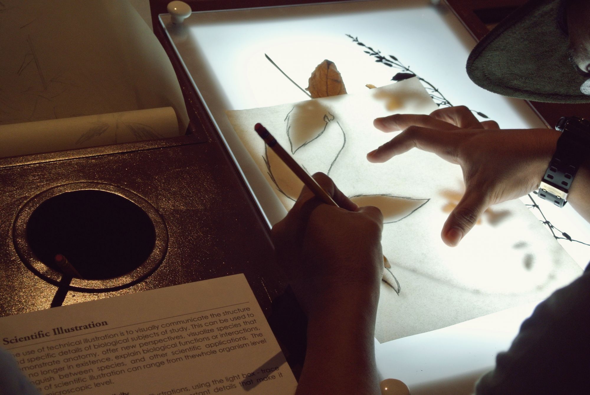 Here, visitors get to trace leaf patterns and try their hand at "Scientific Illustrations"