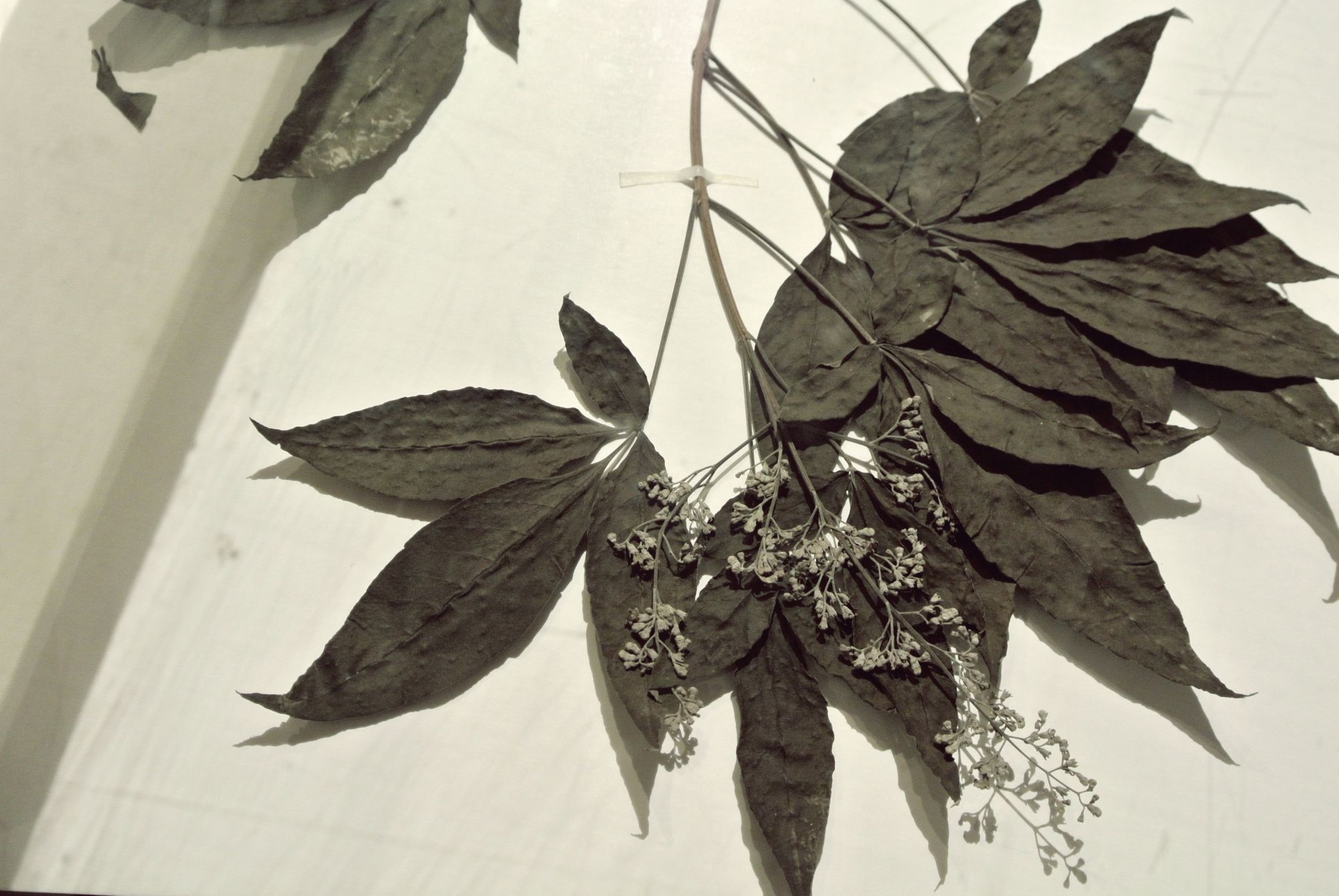 Leaf preserves