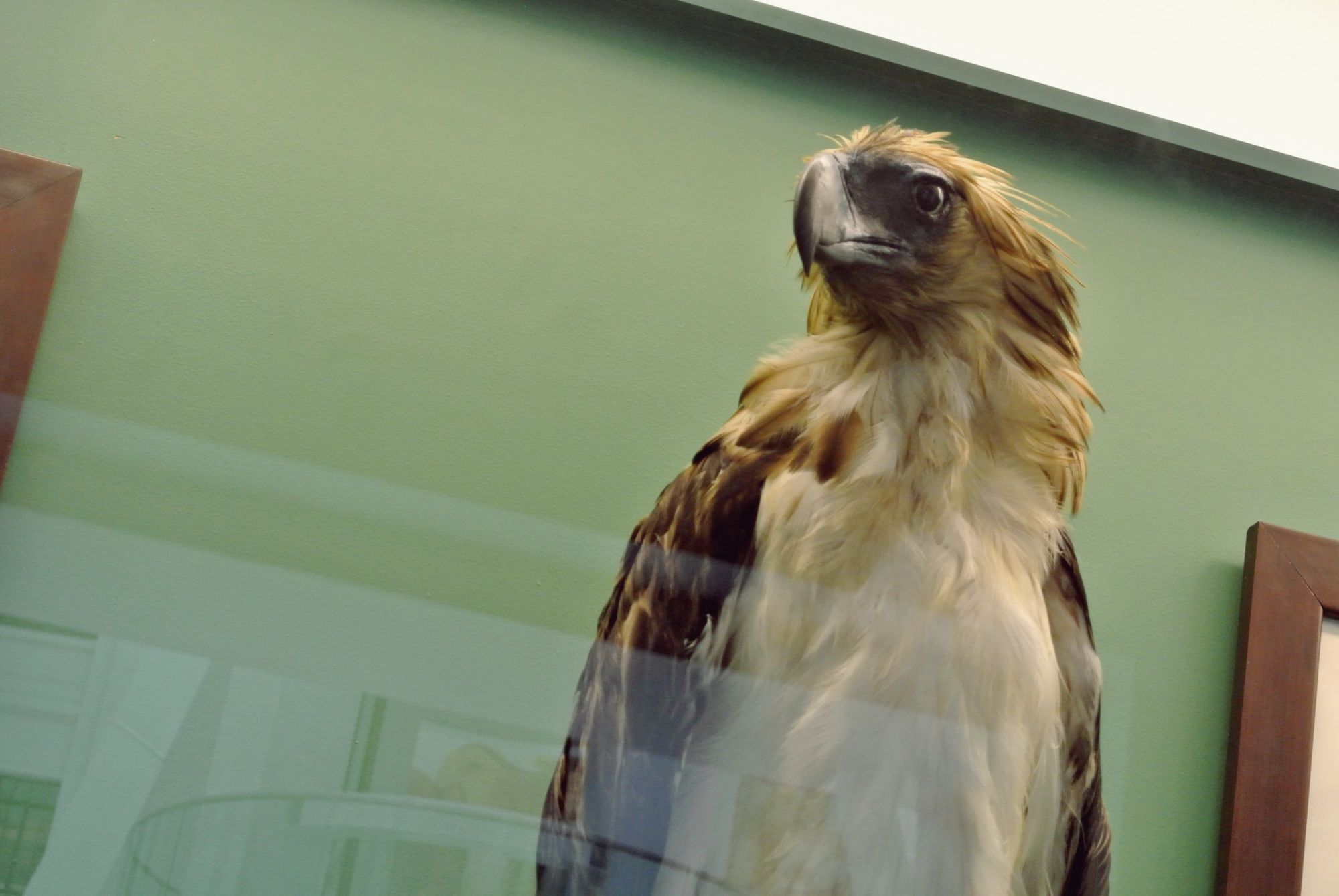 "Tinuy-an", an adult female Philippine Eagle rescued in Mindanao circa 1897.