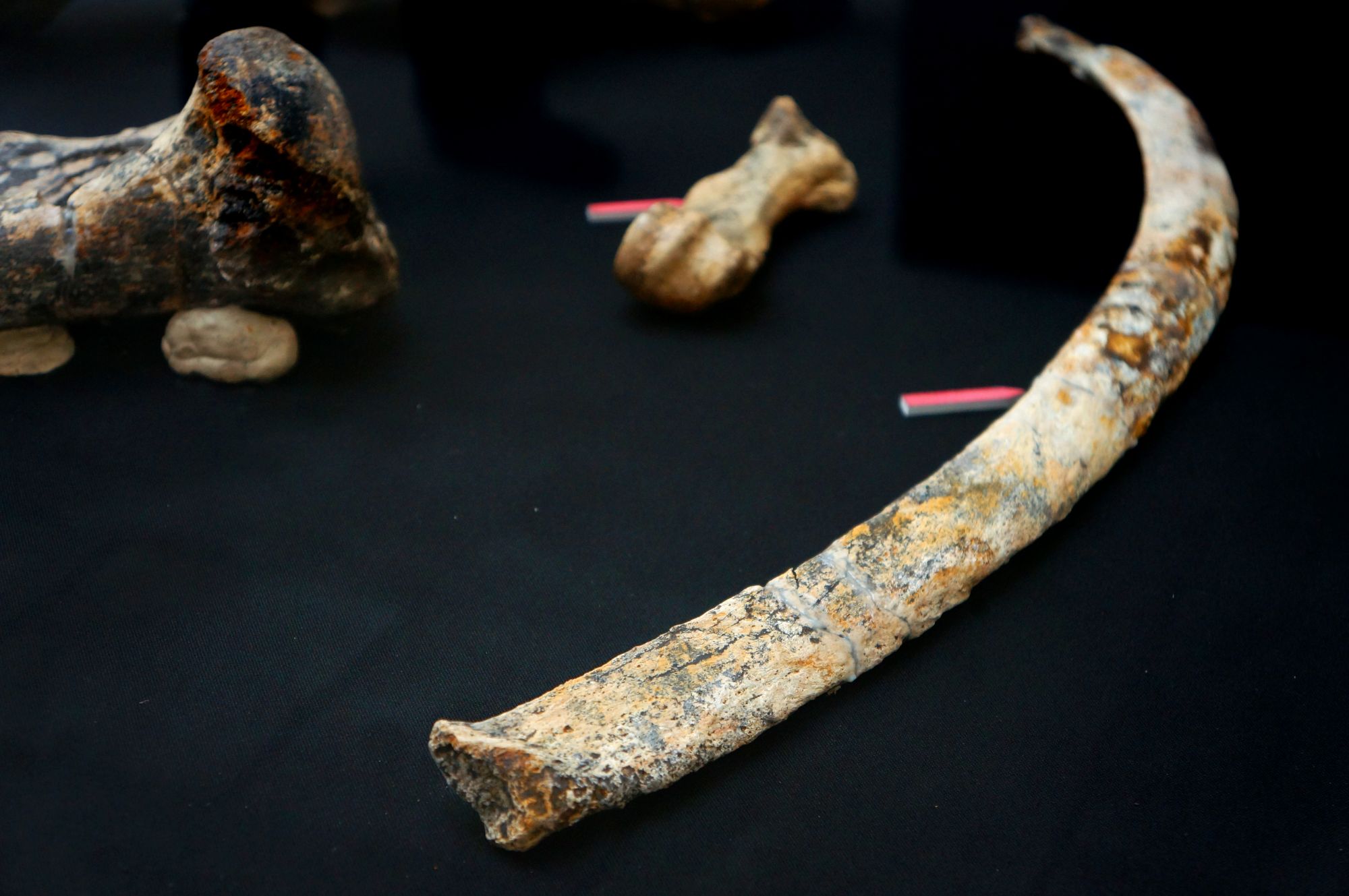 Fossils Found in Kalinga Predates Discoveries of Early Human