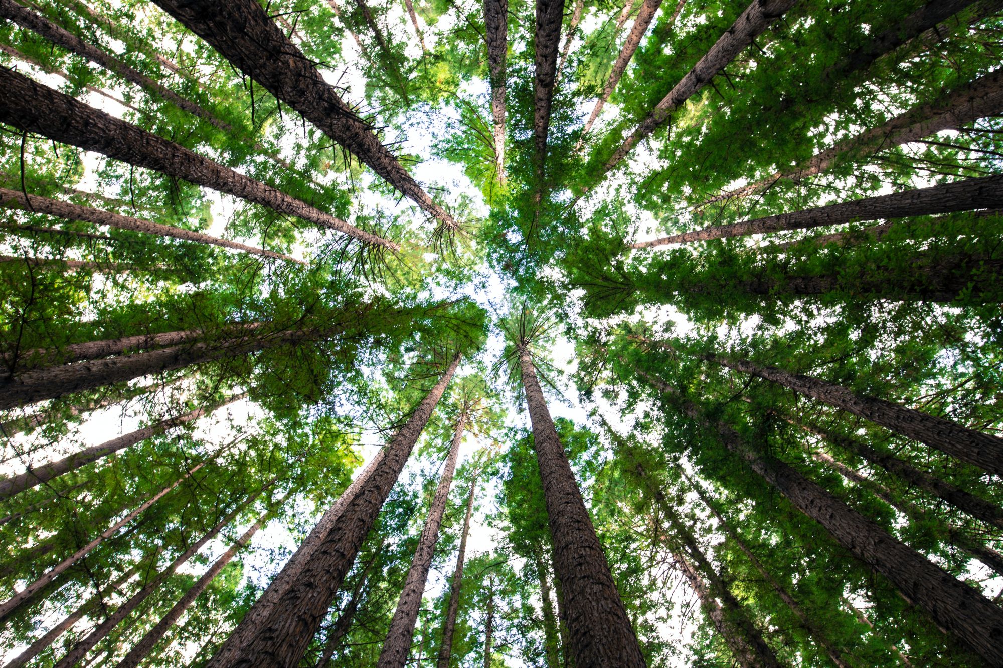How To Invest For A Low-Carbon Economy